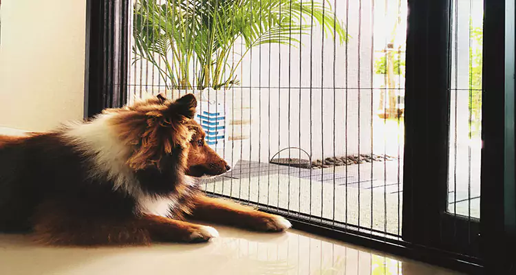 Sliding Screen Pet Door Repair in Redwood City, CA