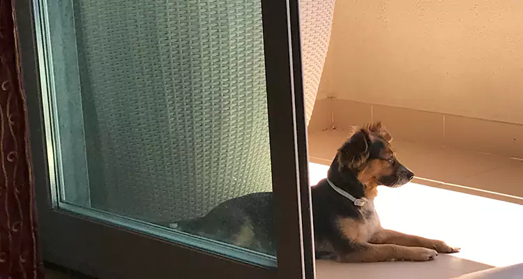 French Door Pet Screen Repair in Redwood City, CA